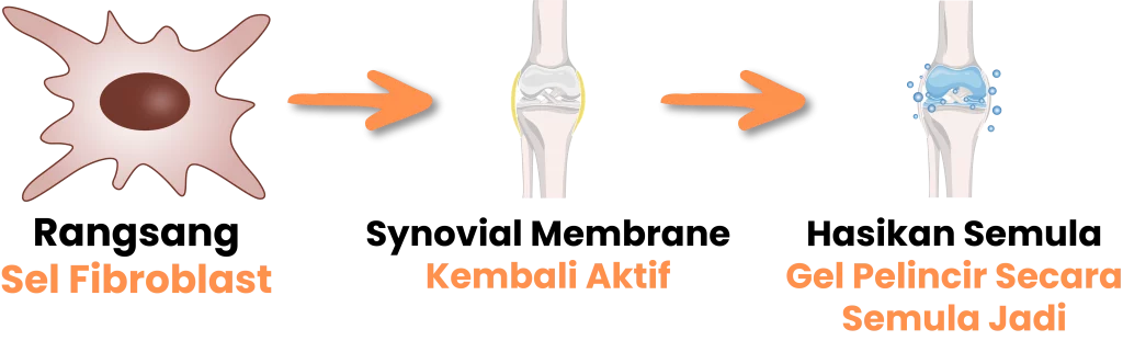 Bagaimana Synovil aktifkan semula penghasilan gel lutut secara semula jadi