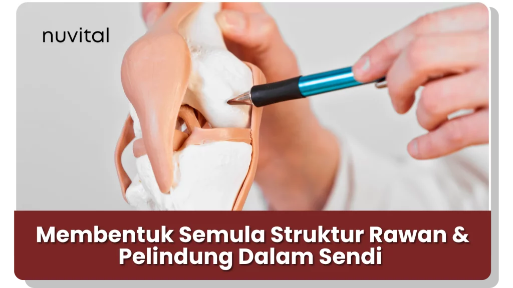 Synovil membantu membentuk semula struktur rawan